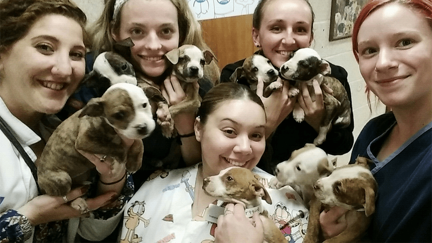 Puppies