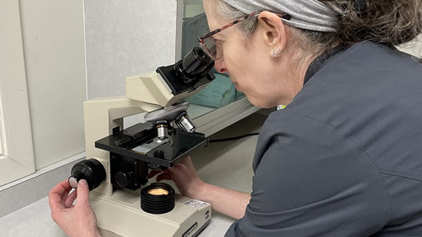 Veterinary staff using a microscope at VCA Hawthorn Animal Hospital