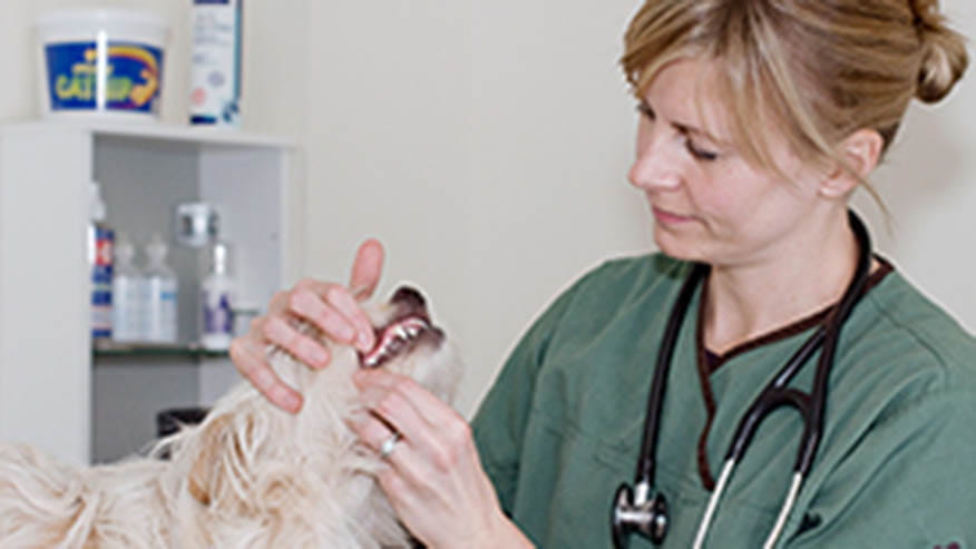 Hope - Wellness Exams