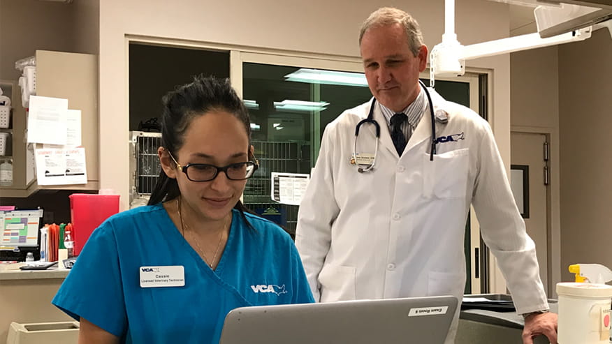 VCA Hualapai Animal Hospital Wellness Testing