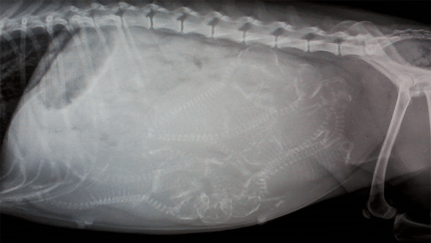 876x493 lakes region ReproductiveServices