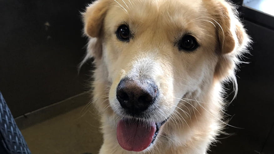 Bathing Services at VCA Lovers Lane Animal Hospital