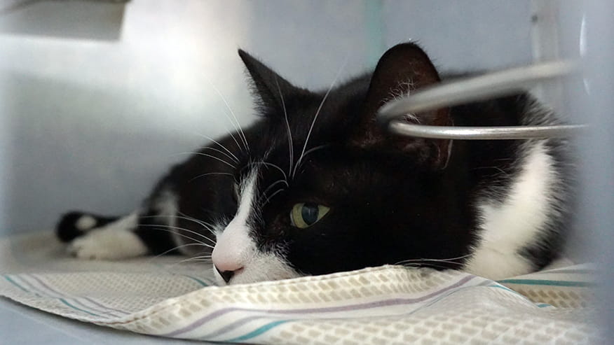 Cat Boarding at VCA Lovers Lane Animal Hospital