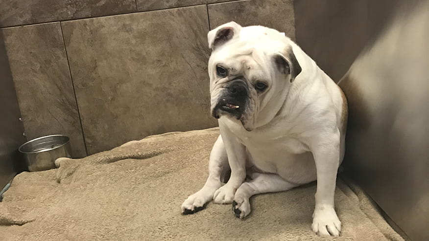 Climate-Controlled Boarding at VCA Lovers Lane Animal Hospital