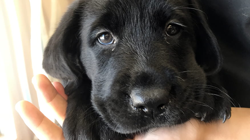 New Kitten and New Puppy Packages at VCA Lovers Lane Animal Hospital