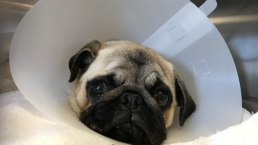 Routine Surgeries at VCA Lovers Lane Animal Hospital