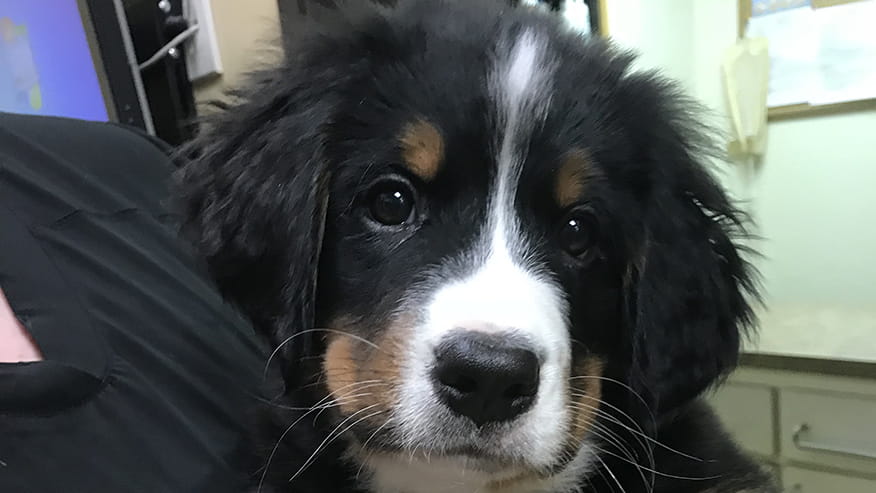 Spays and Neuters at VCA Lovers Lane Animal Hospital