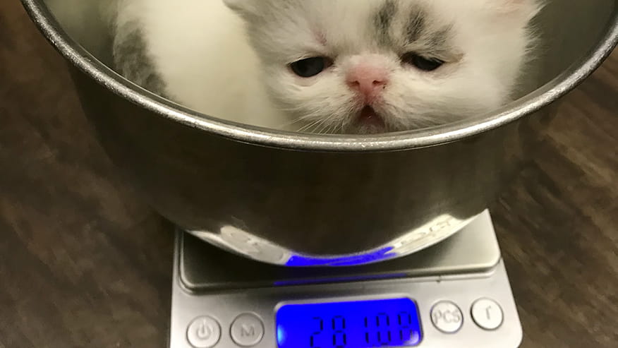 Wellness Exams at VCA Lovers Lane Animal Hospital