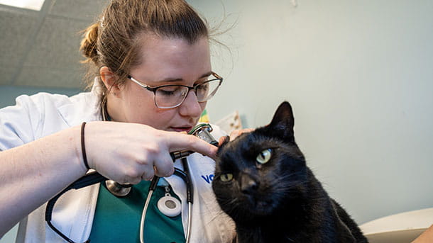 Dr. Katharine Brown examining a cat at VCA New Hartford Animal Hospital