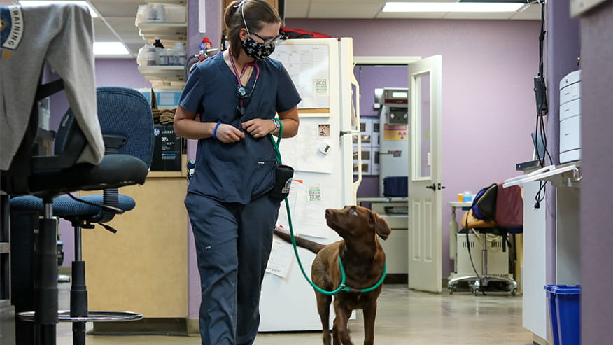 Behavioral Counseling