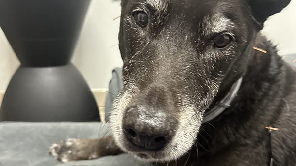 Dog receiving acupuncture treatment at VCA Park Cities