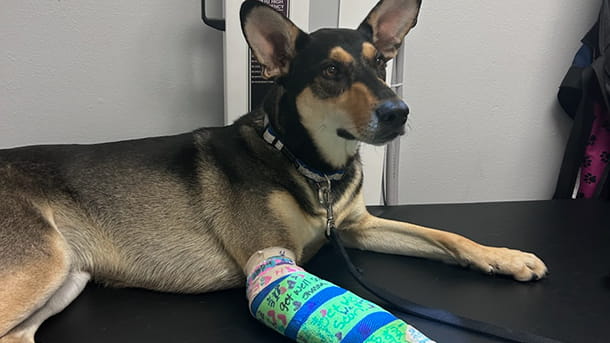 Dog with casted arm