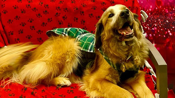 Adult Golden Retriever on a chair