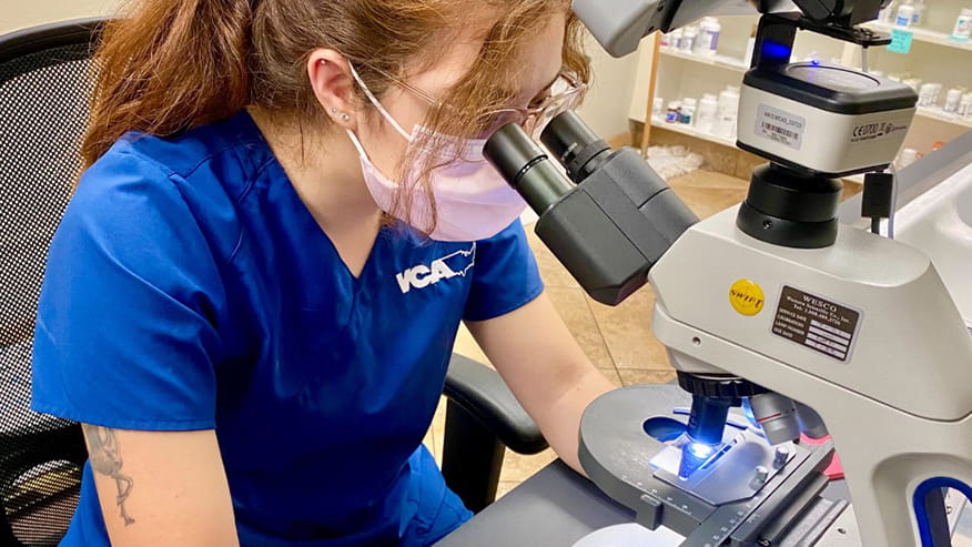 Veterinary Staff Looking Through Microscope