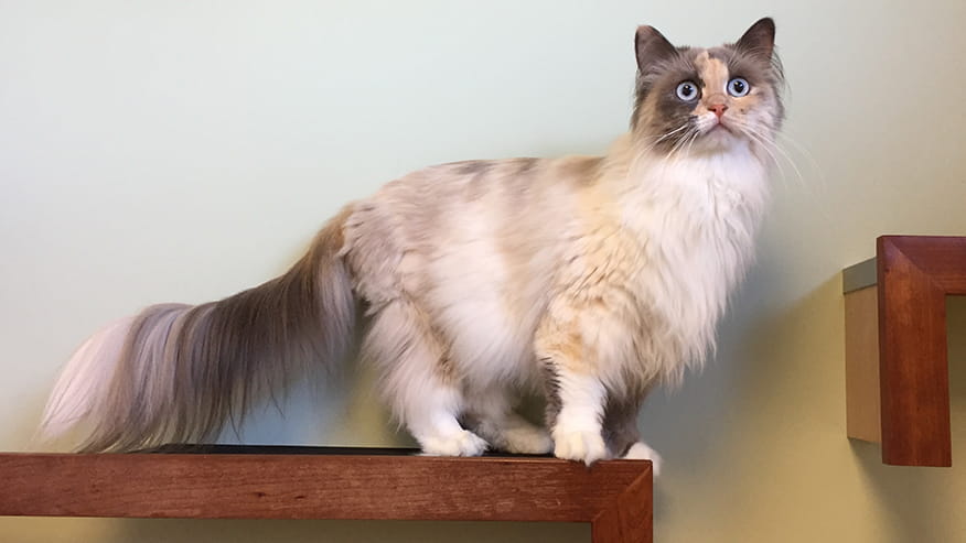 876x493 pinnacle Services AdultSeniorWellness