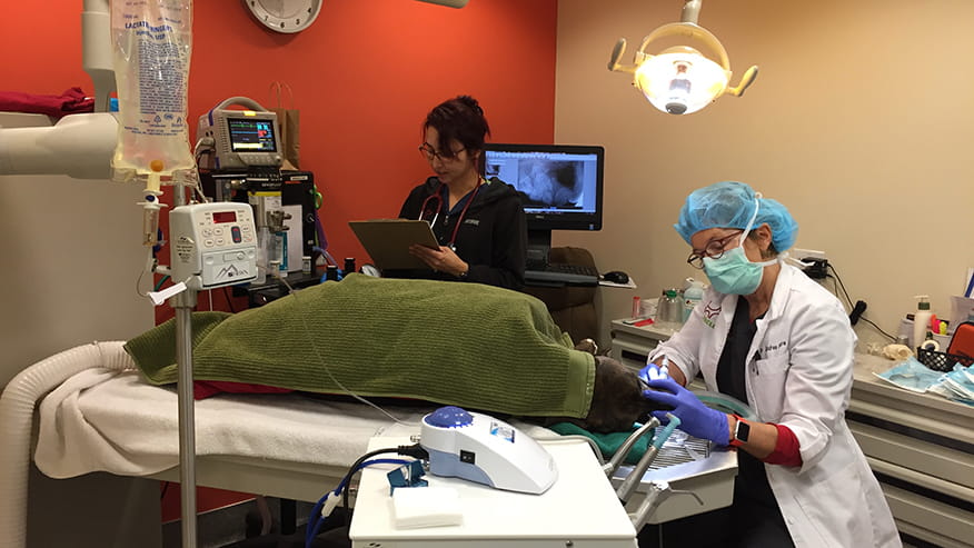 876x493 pinnacle Services Dentistry