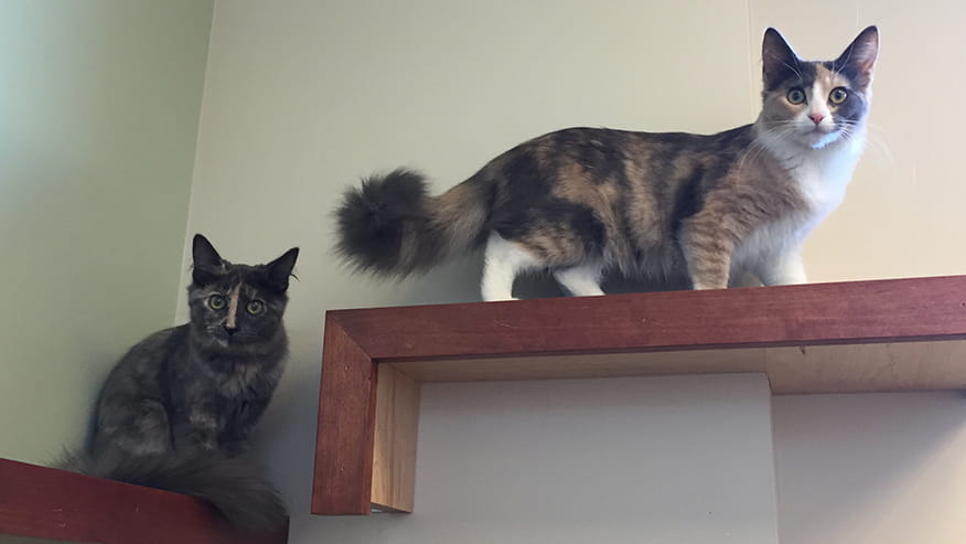 876x493 pinnacle Services FleaTick