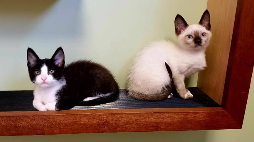 876x493 pinnacle Services Immunizations