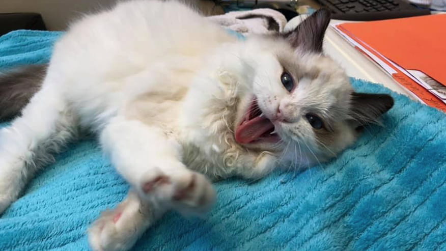 876x493 pinnacle Services PrimaryCare