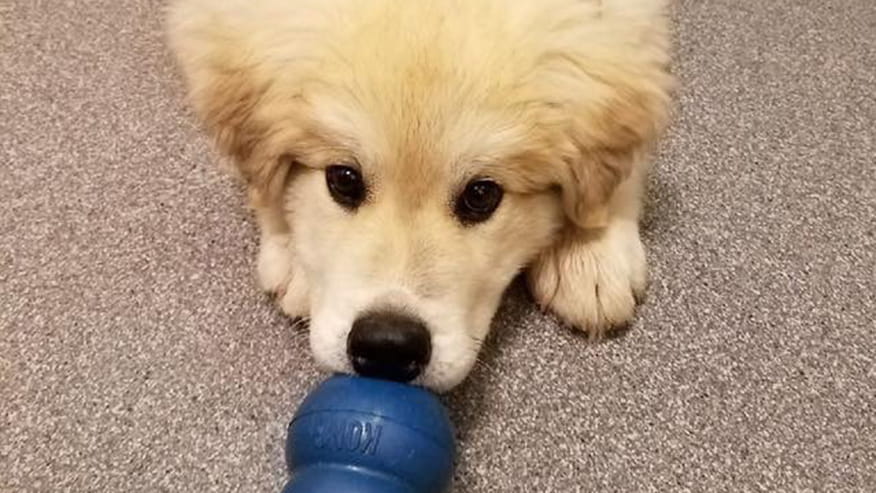 876x493 pinnacle Services Puppy2