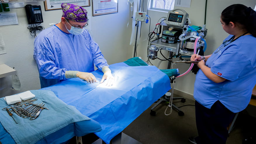 VCA Premier Animal and Pet Resort Surgery