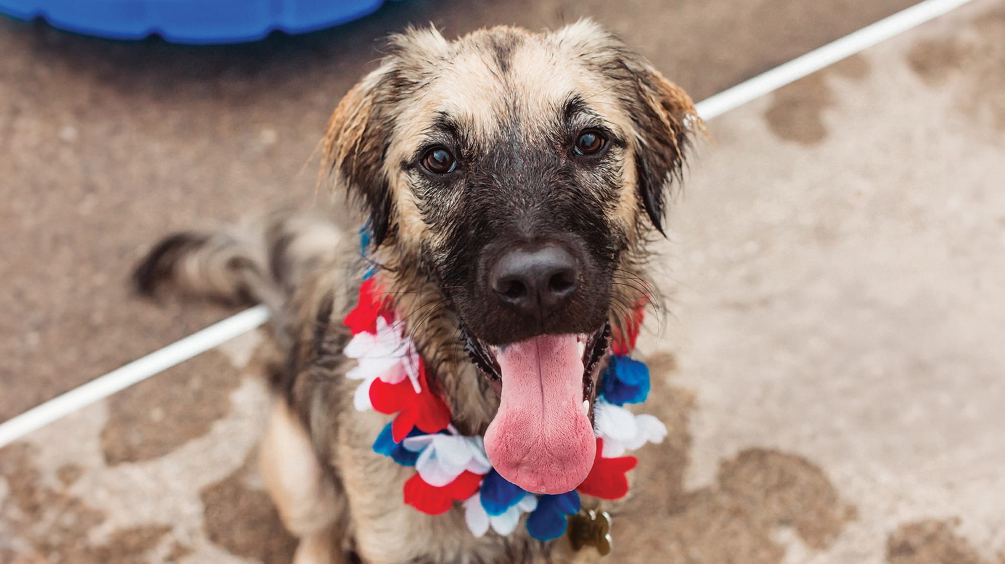 VCA Animal Hospitals Offers Summer Tips and Summer Savings to Help Keep Pets Safe During Seasonal Hazards