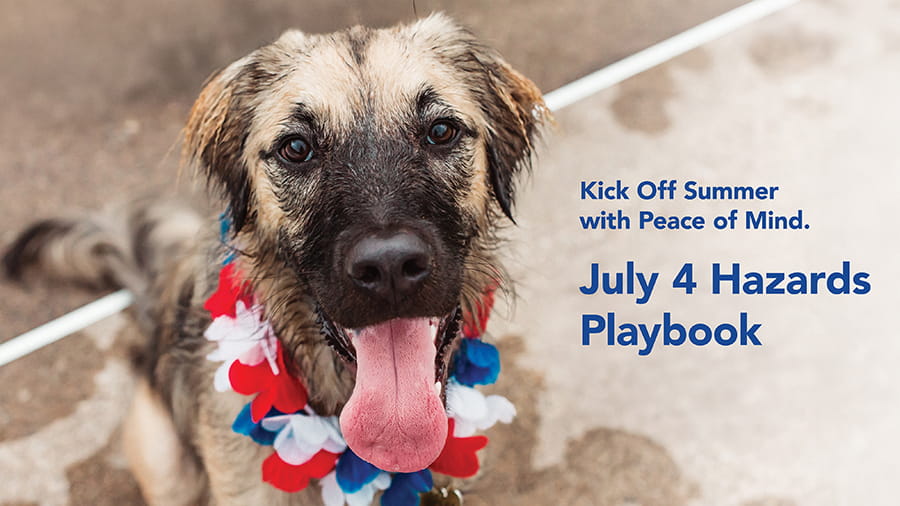 2025 Summer Hazards Playbook for Pet Owners