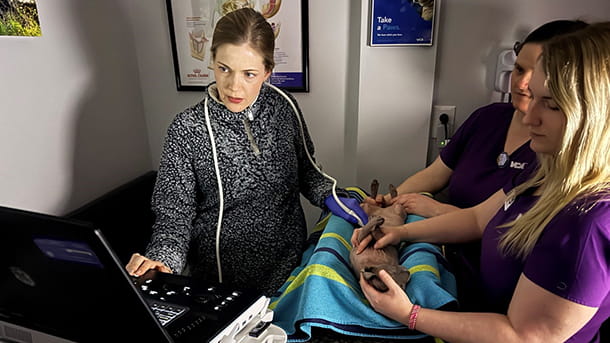 Dr. Pennington performing an ultrasound on a feline patient