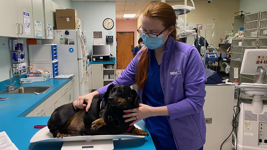 Vet tech weighing dog