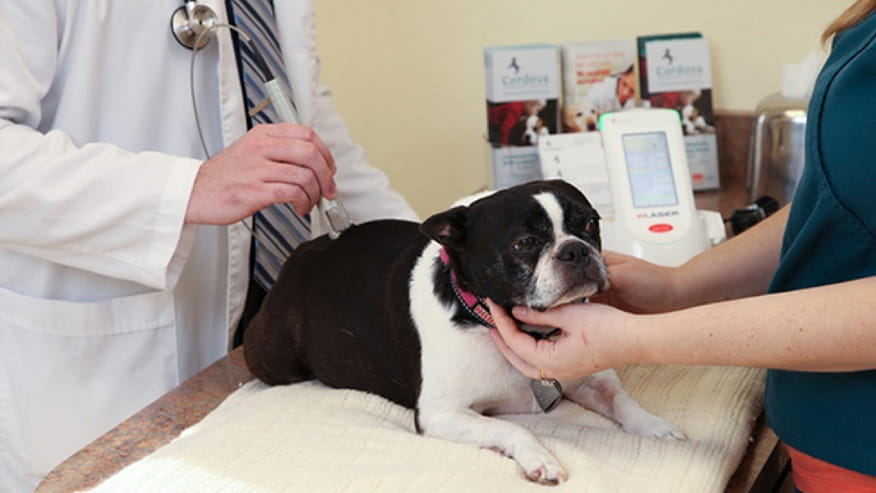 VCA Cordova Animal Hospital Laser Therapy