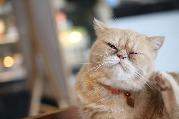 parasite prevention cat