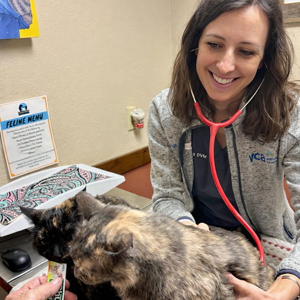 Cats eating treats while being examined by a veterinarian