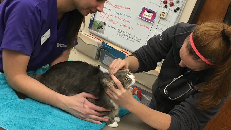 VCA Tanglewood Animal Hospital Preventive Care