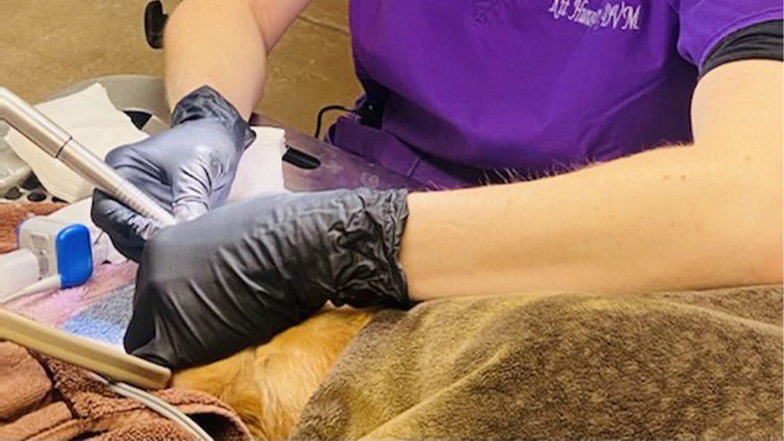 Pet dental treatment