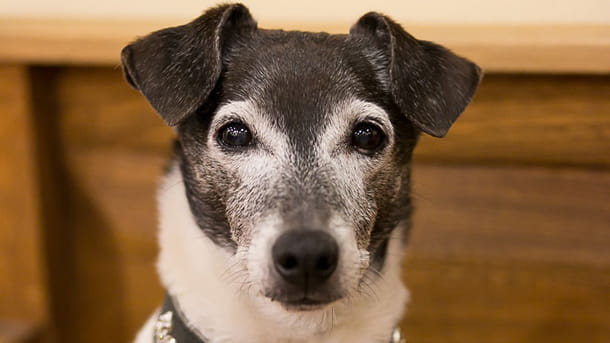 Senior dog at VCA Village Park Animal Hospital