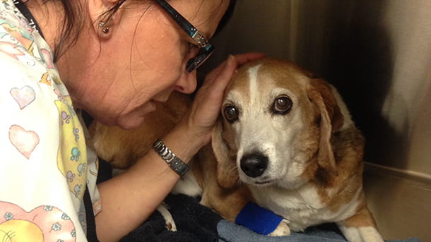 Dog in veterinary care after surgery