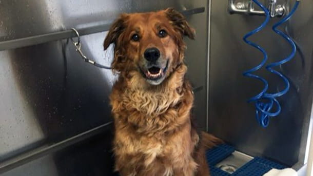 Dog sitting in the wash basin at VCA Wexford Animal Hospital