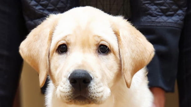 Yellow Lab puppy