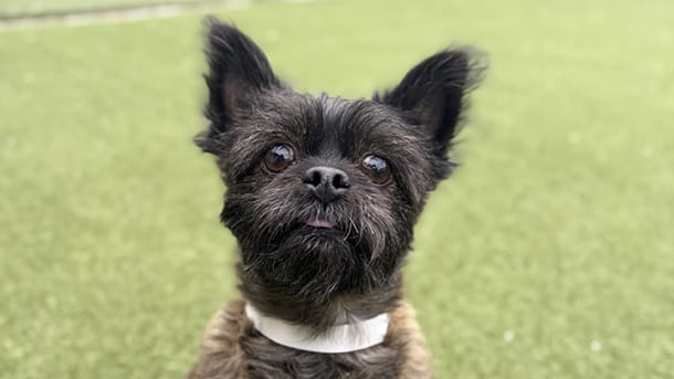 Small black dog at VCA Willow Creek Pet Center