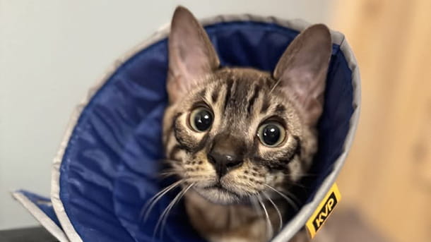 Tabby cat wearing a cone at VCA Willow Creek Pet Center
