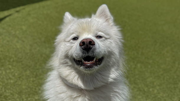 White dog at VCA Willow Creek Pet Center