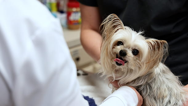 Veterinarian and small white dog at VCA Woodland Broken Arrow Animal Hospital