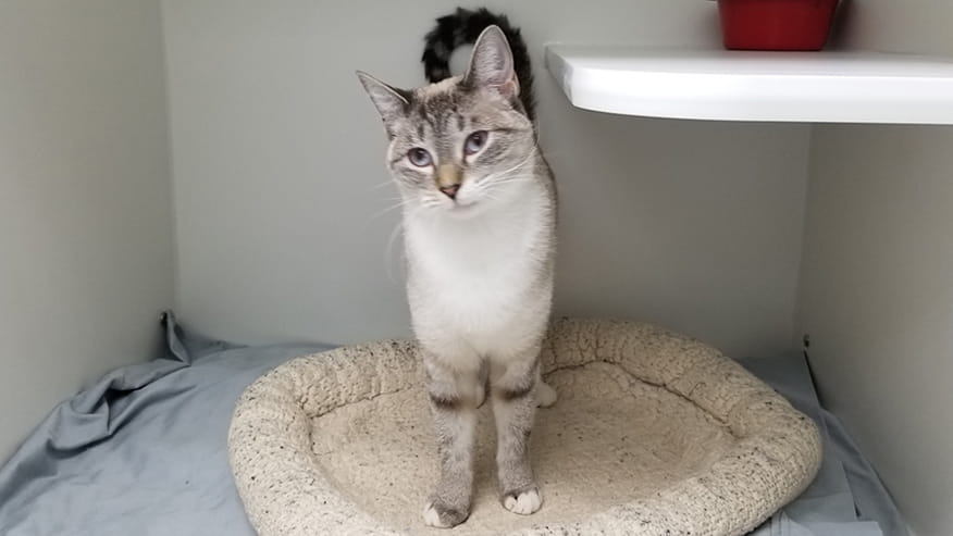 VCA Woodland South Animal Hospital Cat Boarding