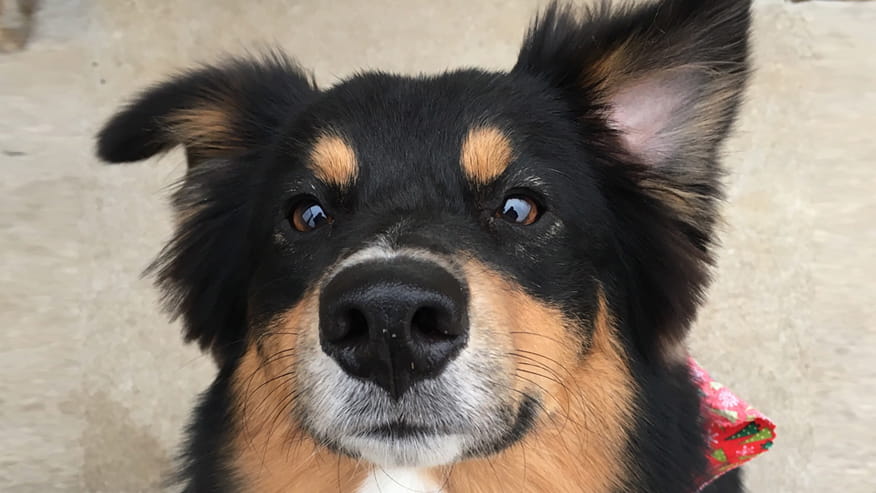 VCA Woodland South Animal Hospital Dog Boarding