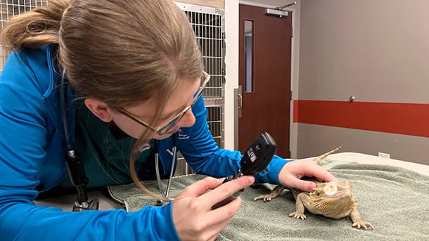 Lizard being treated at VCA Woodstock Veterinary Clinic